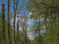 NL, Noord-Brabant, Tilburg, Nieuwe Tiend 20, Saxifraga-Marijke Verhagen