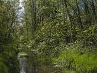 NL, Noord-Brabant, Tilburg, Nieuwe Tiend 28, Saxifraga-Marijke Verhagen