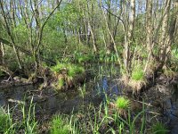 NL, Overijssel, Twenterand, Hazelbekke 1, Saxifraga-Mark Zekhuis