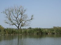 NL, Zuid-Holland, Dordrecht, Doode Kikvorschkil 14, Saxifraga-Willem van Kruijsbergen