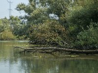 NL, Zuid-Holland, Dordrecht, Doode Kikvorschkil 26, Saxifraga-Marijke Verhagen