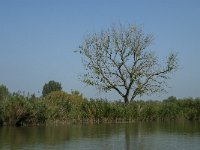 NL, Zuid-Holland, Dordrecht, Doode Kikvorschkil 4, Saxifraga-Jan van der Straaten