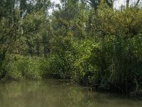 NL, Zuid-Holland, Dordrecht, Polder Stededijk 1, Saxifraga-Jan van der Straaten