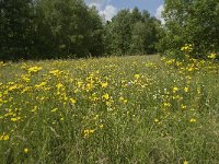 B, Liege, Plombieres 12, Saxifraga-Willem van Kruijsbergen