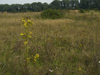 B, Limburg, Kinrooi, Smeetshof 11, Saxifraga-Jan van der Straaten