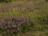 B, Limburg, Kinrooi, Smeetshof 15, Saxifraga-Jan van der Straaten