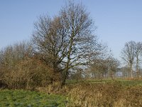 B, Limburg, Peer, Bergske 2, Saxifraga-Jan van der Straaten