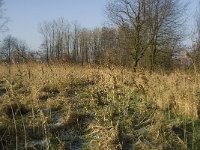 B, Limburg, Peer, Bergske 7, Saxifraga-Jan van der Straaten