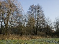 B, Limburg, Peer, Bergske 8, Saxifraga-Jan van der Straaten