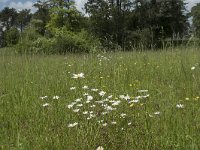 B, Namur, Viroinval, Les Abannets 3, Saxifraga-Willem van Kruijsbergen