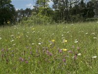 B, Namur, Viroinval, Les Abannets 4, Saxifraga-Willem van Kruijsbergen