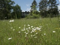 B, Namur, Viroinval, Les Abannets 8, Saxifraga-Willem van Kruijsbergen