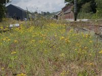 B, Namur, Viroinval, Treignes 4, Saxifraga-Willem van Kruijsbergen