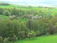 CZ, Zlin, Bile Karpaty, Brumov, Hodnovska dolina 2, Saxifraga-Jan  Willem Jongepier