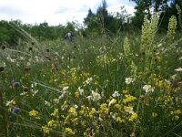 F, Aveyron, Causse du Larzac 2, Saxifraga-Dirk Hilbers