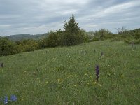 F, Aveyron, Lapanouse-de-Cernon 10, Saxifraga-Willem van Kruijsbergen