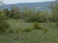 F, Aveyron, Lapanouse-de-Cernon 4, Saxifraga-Willem van Kruijsbergen