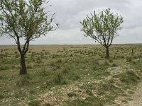 F, Bouches-du-Rhone, Saint Martin-de-Crau, Peau de Meau 1, Saxifraga-Willem van Kruijsbergen