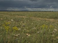 F, Bouches-du-Rhone, Saint Martin-de-Crau, Peau de Meau 16, Saxifraga-Marijke Verhagen