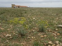 F, Bouches-du-Rhone, Saint Martin-de-Crau, Peau de Meau 17, Saxifraga-Willem van Kruijsbergen