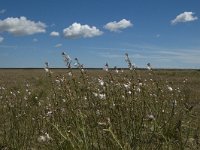 F, Bouches-du-Rhone, Saint Martin-de-Crau, Peau de Meau 3, Saxifraga-Marijke Verhagen