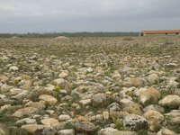 F, Bouches-du-Rhone, Saint Martin-de-Crau, Peau de Meau 30, Saxifraga-Willem van Kruijsbergen