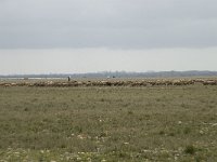 F, Bouches-du-Rhone, Saint Martin-de-Crau, Peau de Meau 35, Saxifraga-Willem van Kruijsbergen