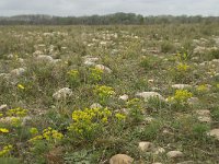 F, Bouches-du-Rhone, Saint Martin-de-Crau, Peau de Meau 37, Saxifraga-Willem van Kruijsbergen