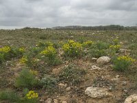 F, Bouches-du-Rhone, Saint Martin-de-Crau, Peau de Meau 38, Saxifraga-Willem van Kruijsbergen