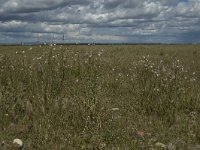 F, Bouches-du-Rhone, Saint Martin-de-Crau, Peau de Meau 4, Saxifraga-Marijke Verhagen