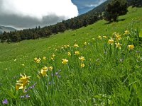 F, Drome, Treschenu-Creyers, Col de Menee 4, Saxifraga-Willem van Kruijsbergen