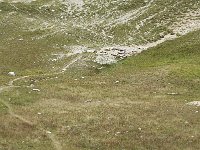 F, Drome, Treschenu-Creyers, Vallon de Combeau 26, Saxifraga-Jan van der Straaten