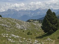 F, Drome, Treschenu-Creyers, Vallon de Combeau 84, Saxifraga-Willem van Kruijsbergen