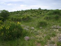 F, Gard, Blandas, Causse de Blandas 2, Saxifraga-Dirk Hilbers