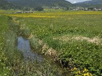 F, Isere, Autrans, Ferme Blanc-Brude 4, Saxifraga-Jan van der Straaten