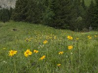 F, Isere, Gresse-en-Vercors, Col de l Aupet 20, Saxifraga-Willem van Kruijsbergen