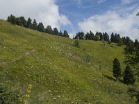 F, Isere, Gresse-en-Vercors, Col de l Aupet 27, Saxifraga-Willem van Kruijsbergen