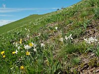 F, Isere, Gresse-en-Vercors, Pas du Serpaton 24, Saxifraga-Willem van Kruijsbergen