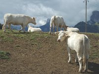 F, Isere, Gresse-en-Vercors, Pas du Serpaton 6, Saxifraga-Jan van der Straaten