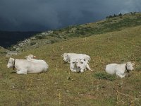 F, Isere, Gresse-en-Vercors, Pas du Serpaton 7, Saxifraga-Jan van der Straaten