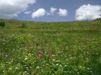 F, Lozere, Fraissinet-de-Fourques 1, Saxifraga-Dirk Hilbers