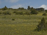 F, Lozere, Fraissinet-de-Fourques, Nimes-le-Vieux 19, Saxifraga-Marijke Verhagen