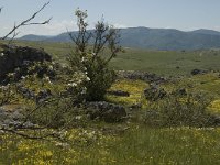 F, Lozere, Fraissinet-de-Fourques, Nimes-le-Vieux 25, Saxifraga-Marijke Verhagen