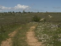 F, Lozere, Hures-la-Parade 1, Saxifraga-Jan van der Straaten