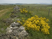 F, Lozere, Hures-la-Parade 16, Saxifraga-Jan van der Straaten