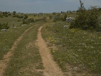 F, Lozere, Hures-la-Parade 51, Saxifraga-Marijke Verhagen