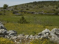 F, Lozere, Hures-la-Parade 54, Saxifraga-Marijke Verhagen