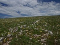 F, Lozere, Hures-la-Parade 62, Saxifraga-Dirk Hilbers