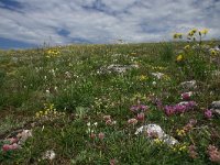 F, Lozere, Hures-la-Parade 63, Saxifraga-Dirk Hilbers