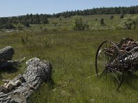 F, Lozere, Les Bondons 22, Saxifraga-Marijke Verhagen